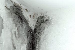 Mold growth in summer vacation home requiring mold remediation in Vancouver WA