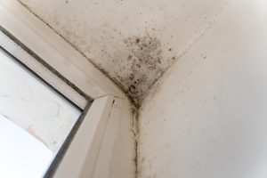 Bathroom mold prevention tips for Vancouver WA homeowners in summer