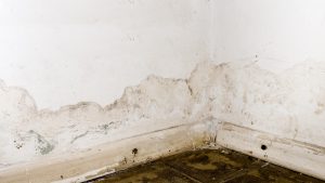 Condensation on walls causing mold growth requiring mold remediation in Vancouver WA