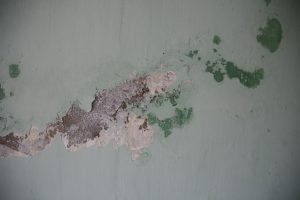 Recurring mold growth in same spots requiring certified mold remediation in Vancouver WA